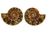 Cut & Polished Agatized Ammonite Fossils - 1 1/2 to 2" Size - Photo 3